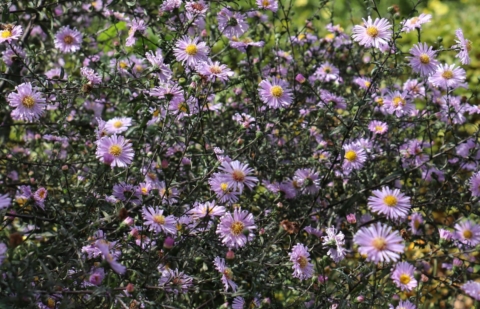 Aster - Aster laevis 'Glow in the Dark'