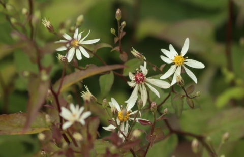 Aster - Aster cordifolius 'Ideal'