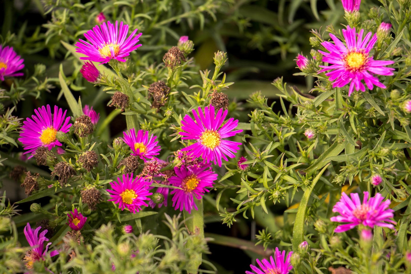Aster - Aster dumosus 'Jenny'
