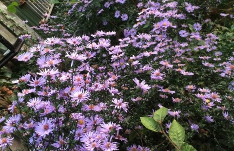 Aster - Aster laevis 'Calliope'