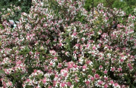 Aster - Aster lateriflorus 'Horizontalis'