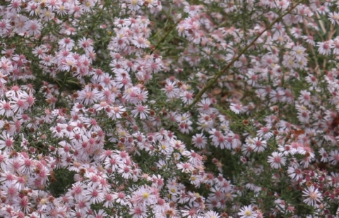 Aster - Aster lateriflorus 'Prince'