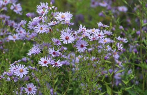 Aster - Aster cordifolius 'Little Carlow'