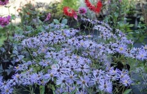 Aster - Aster macrophyllus 'Twilight'