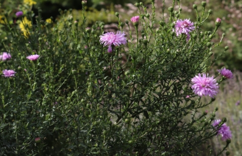 Aster - Aster novi-belgii 'Fellowship'