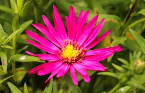 Herfstaster - Aster novi-belgii 'Neron'