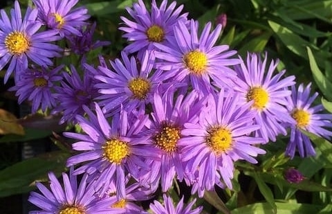 Aster - Aster dumosus 'Prof. Anton Kippenberg'