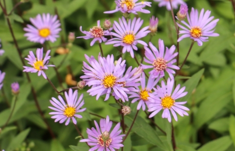 Herfstaster - Aster 'Radula'