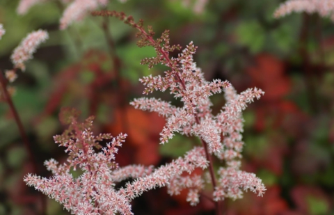 Spirea - Astilbe 'Color Flash'