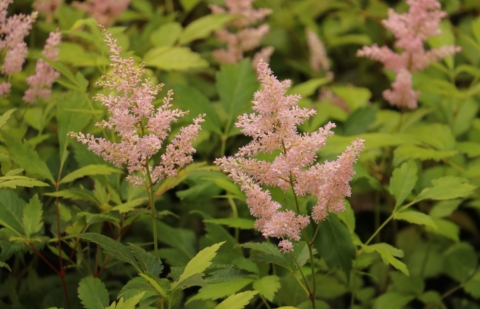 Spirea - Astilbe 'Europa'