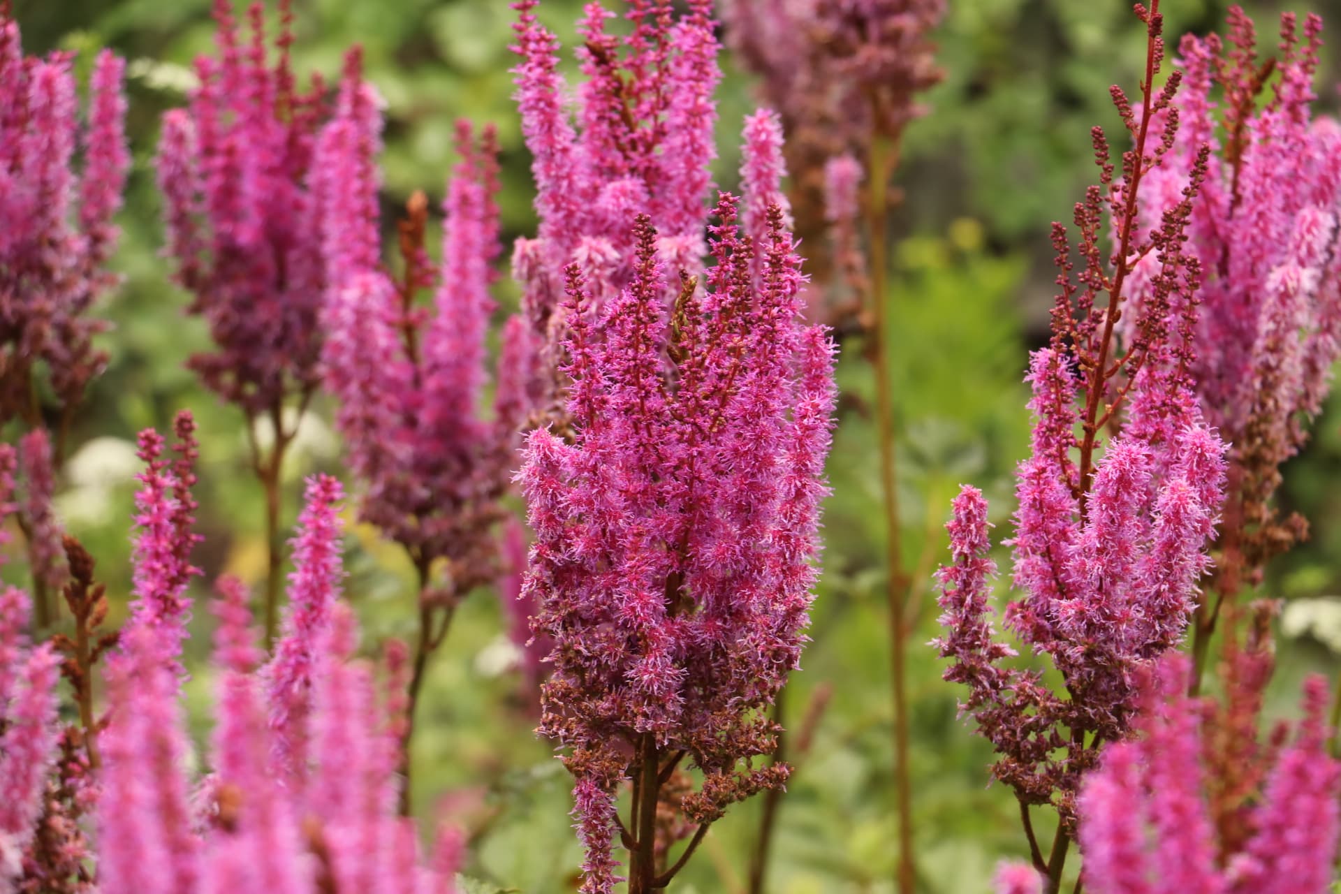 Spirea - Astilbe 'Purperkerze'
