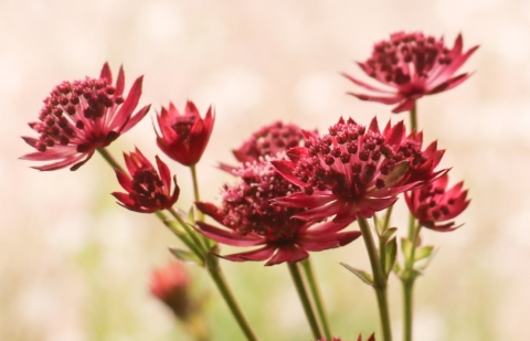 Zeeuws knoopje - Astrantia major 'Capri'