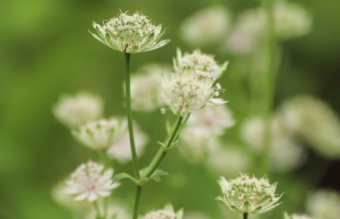 Zeeuws knoopje - Astrantia 'Silver Glow'