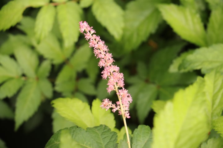 Spirea - Astilbe Bressingham Beauty