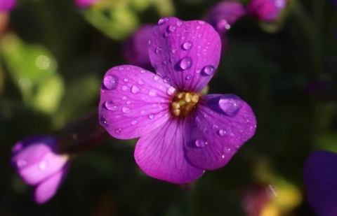 Blauw kussen - Aubrieta 'Hamburger Stadtpark'