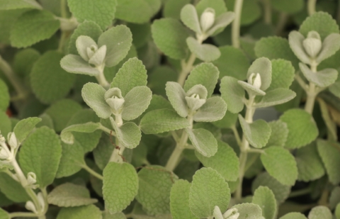 Ballota - Ballota pseudodictamnus 'Compact Form'