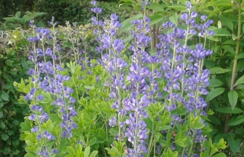 Valse indigo - Baptisia australis
