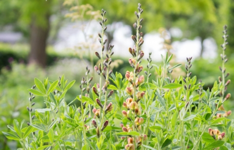 Valse indigo - Baptisia 'Caramel'