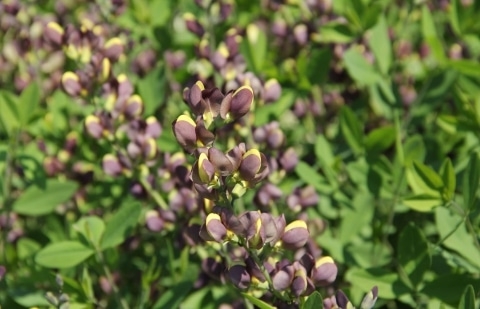 Valse indigo - Baptisia 'Chocolate Chip'