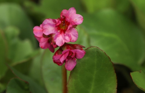 Schoenlappersplant - Bergenia 'Eroica'