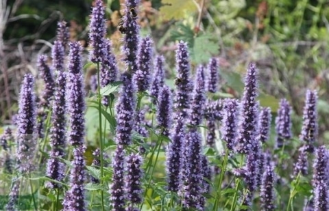 Dropplant - Agastache 'Black Adder'