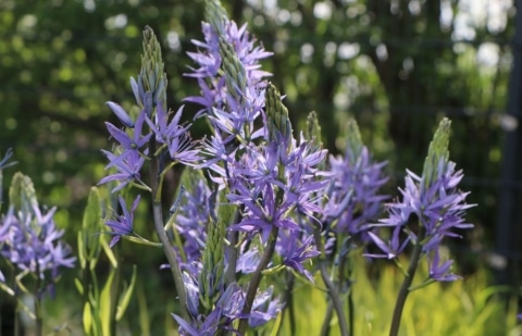Prairielelie - Camassia leichtlinii 'Caerulea'