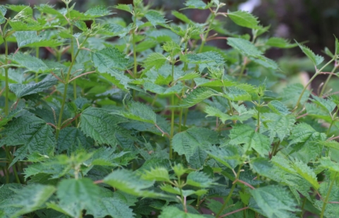 Boehmeria  - Boehmeria spicata