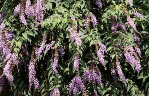 Vlinderstruik - Buddleja