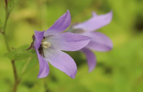 Klokjesbloem - Campanula lactiflora 'Border Blues'