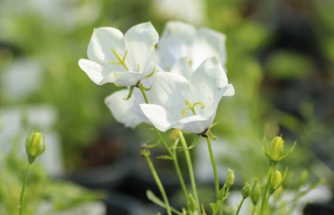 Klokjesbloem - Campanula 'Jenny'