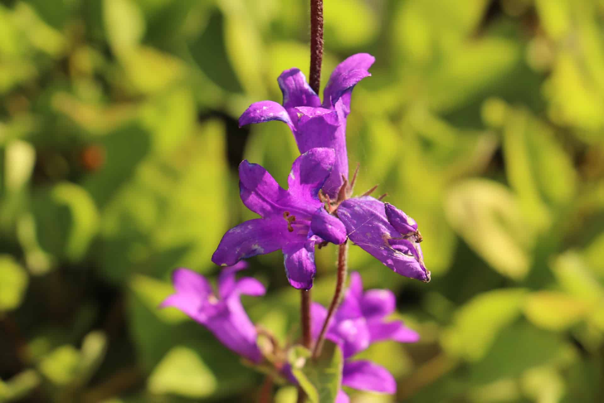 Kluwenklokje - Campanula glomerata 'Joan Elliot'