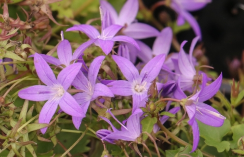 Klokjesbloem - Campanula poscharskyana 'Stella'