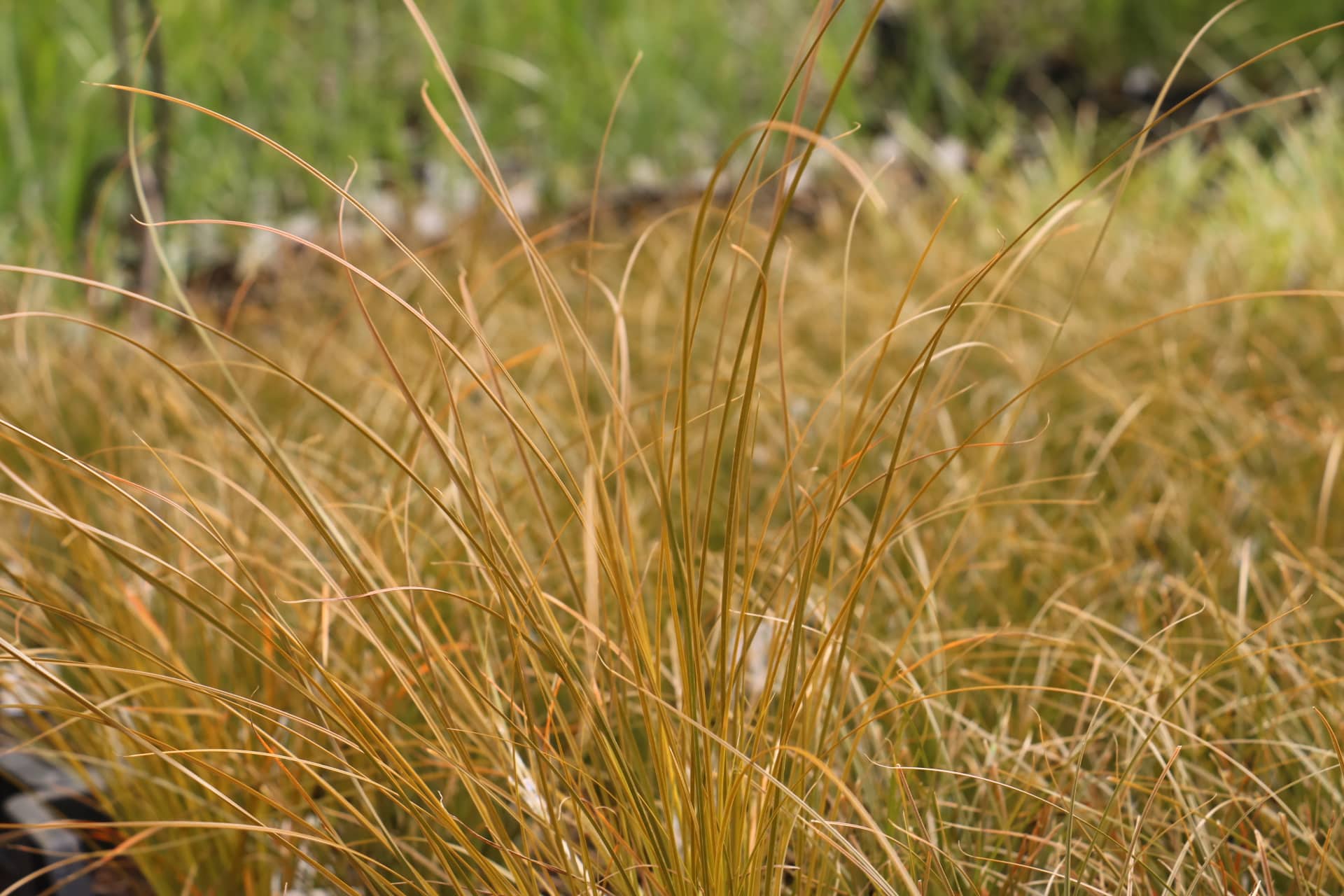 Zegge - Carex testacea 'Prairie Fire'