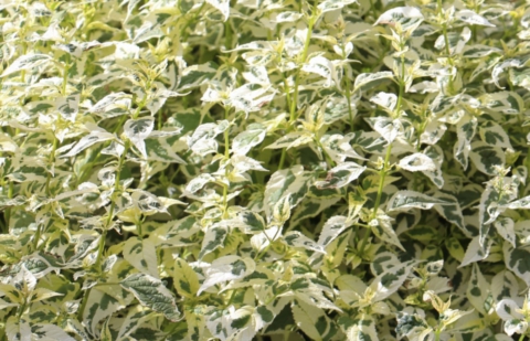 Baardbloem - Caryopteris divaricata 'Electrum'