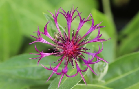 Korenbloem - Centaurea montana 'Amethyst Dream'