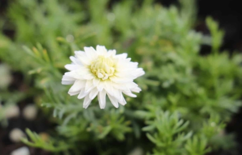 Loopkamille - Chamaemelum nobile 'Trenaque'