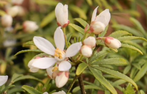 Choisya - Choisya ternata