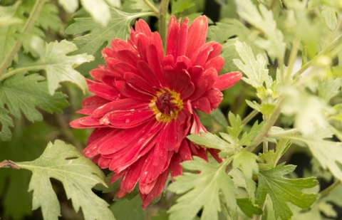 Chrysant - Chrysanthemum 'Duchess of Edinburg'