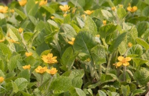 Goudbaardgras - Chrysogonum virginianum 'Pierre'