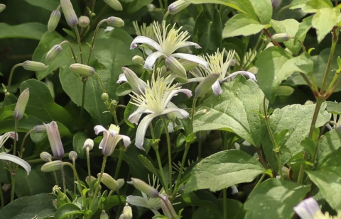Bosrank - Clematis jouiniana (x) 'Praecox'