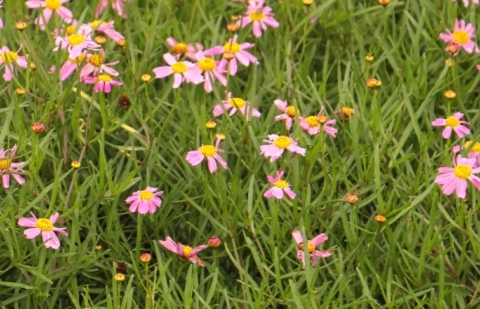 Meisjesogen - Coreopsis verticillata 'American Dream'