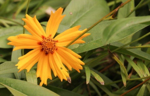 Meisjesogen - Coreopsis 'Astolat'