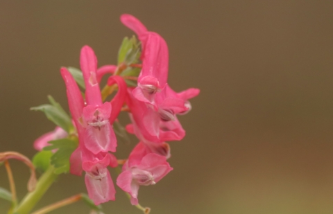 Vingerhelmbloem  - Corydalis solida 'Beht Evans'