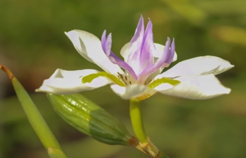 Afrikaanse iris  - Dietes grandiflora 
