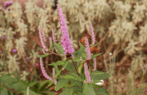 Chinese munt - Elsholtzia stauntonii