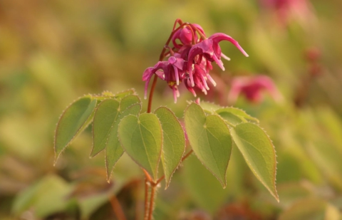 Elfenbloem - Epimedium 'Rose Queen'