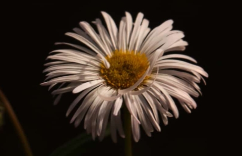 Fijnstraal - Erigeron 'Sommerneuschnee'