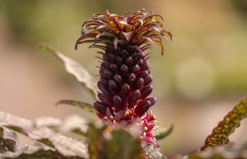 Kuiflelie - Eucomis 'Octopus' 