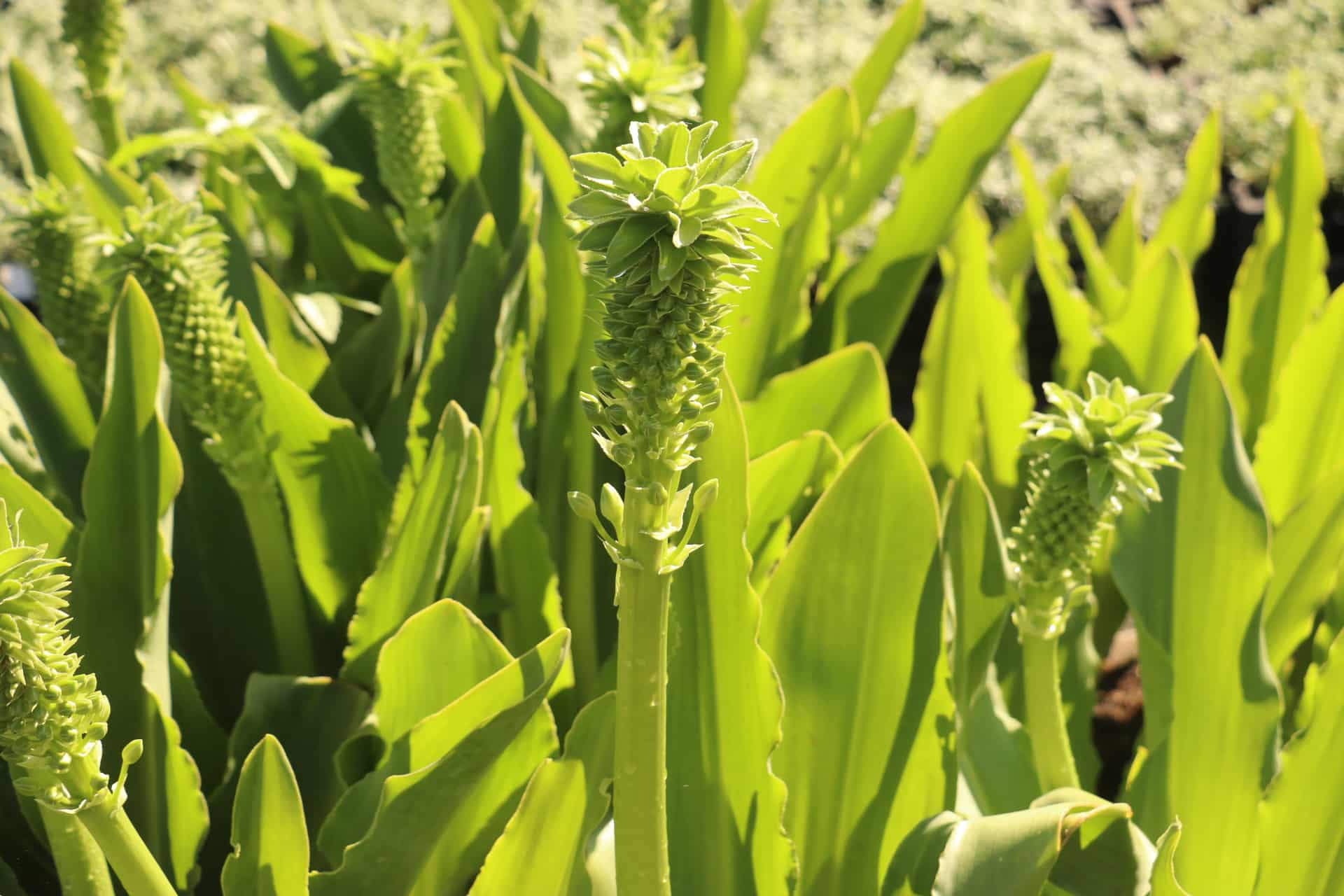 Kuiflelie - Eucomis pole-evansii 