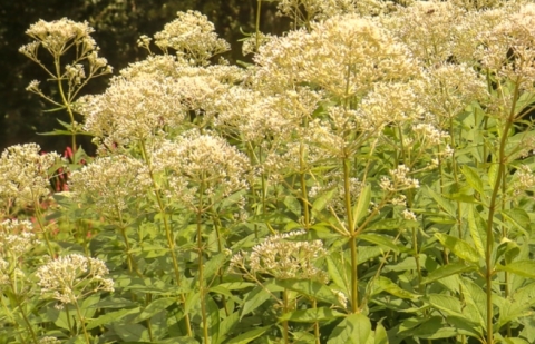 Koninginnekruid, leverkruid - Eupatorium purpureum 'Bartered Bride'